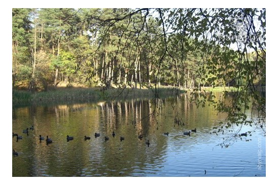 Озеро Голосеевского парка