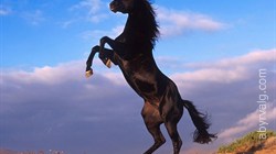 Волгоградский государственный цирк